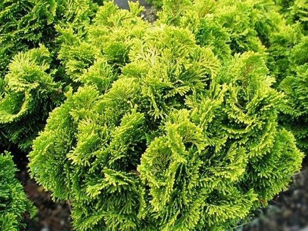 I003-cyprysik-japonski-aurora-5