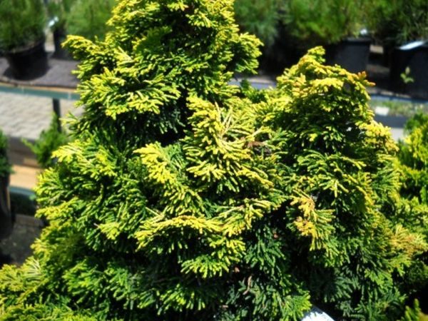 I003-cyprysik-japonski-aurora-6