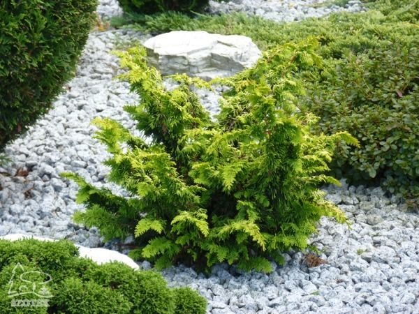 I005-cyprysik-japonski-tetragona-aurea-2