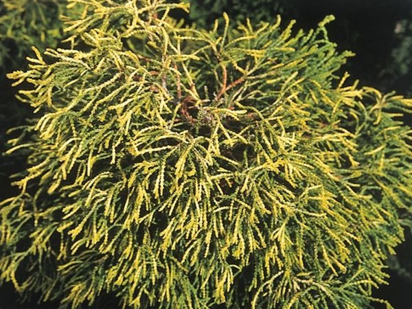 I006-cyprysik-japonski-tsatsumi-gold-3