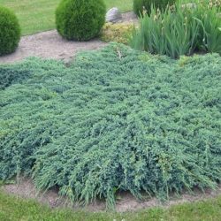 I008-jalowiec-luskowaty-blue-carpet-3