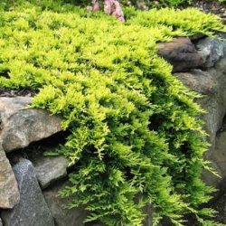 I009-jalowiec-plozacy-golden-carpet-3