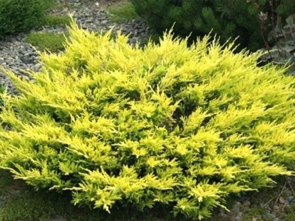 I010-jalowiec-plozacy-limeglow-5