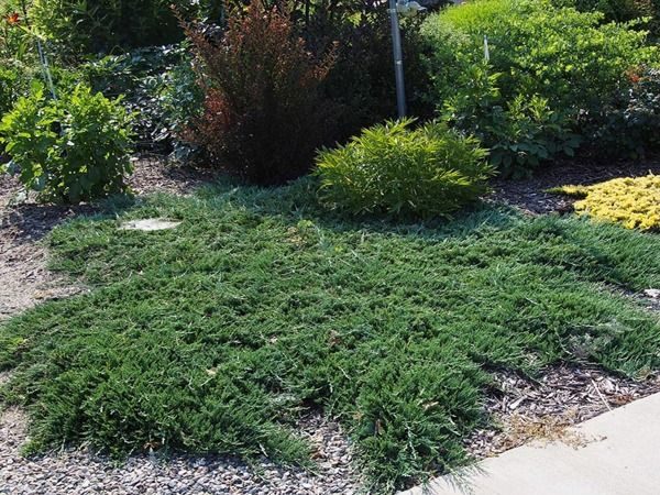 I011-jalowiec-plozacy-wiltonii-1