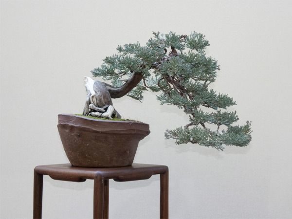 I011-jalowiec-plozacy-wiltonii-7