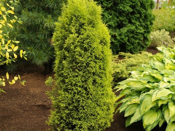 I012-jalowiec-pospolity-gold-cone-5