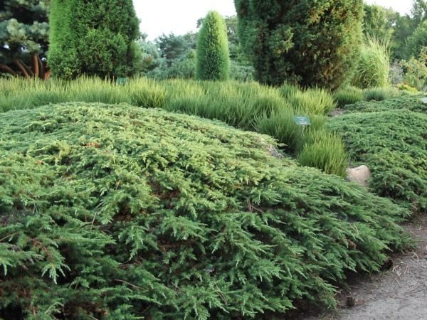 Jałowiec pospolity GREEN CARPET - sadzonki w doniczkach