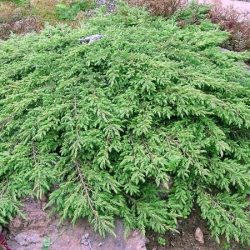 Jałowiec pospolity GREEN CARPET - sadzonki w doniczkach