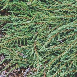 Jałowiec pospolity GREEN CARPET - sadzonki w doniczkach