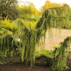 I014-jalowiec-pospolity-horstmann-1