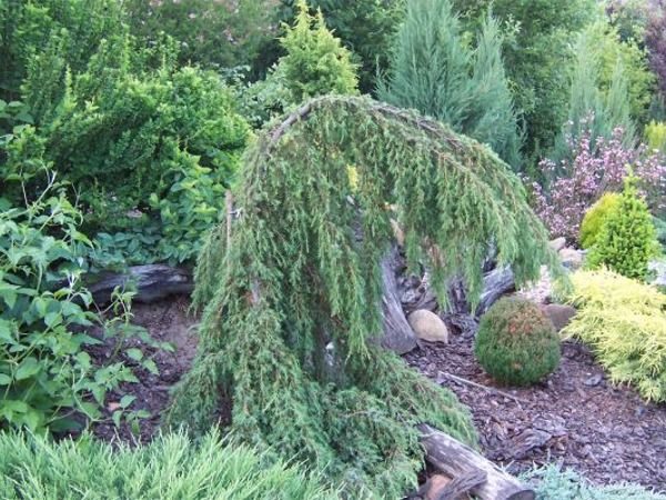 I014-jalowiec-pospolity-horstmann-2