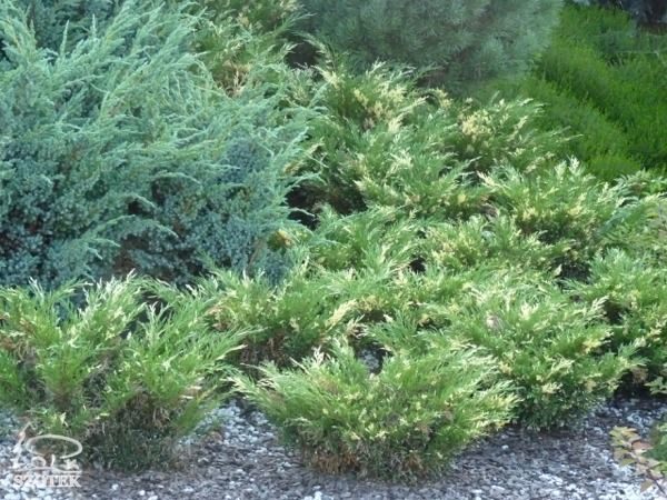 I016-jalowiec-sabinski-variegata-1