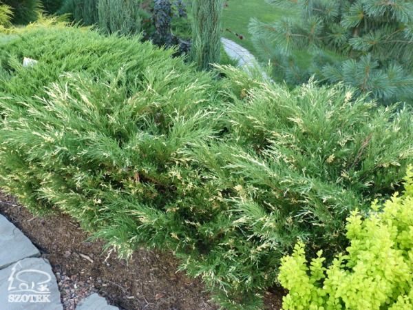 I016-jalowiec-sabinski-variegata-2