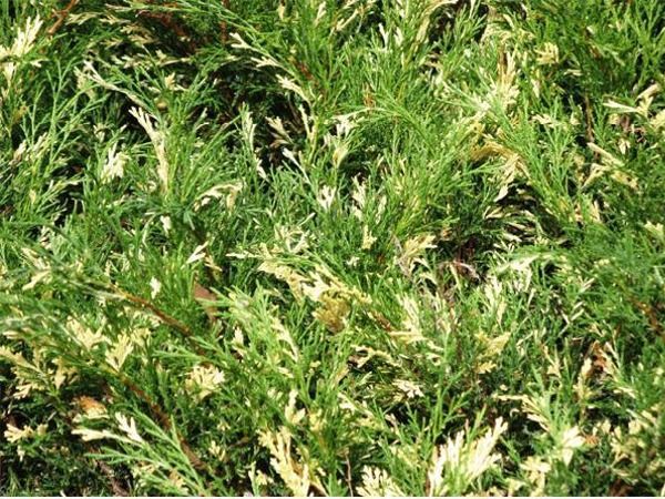 I016-jalowiec-sabinski-variegata-6 I016-jalowiec-sabinski-variegata-6