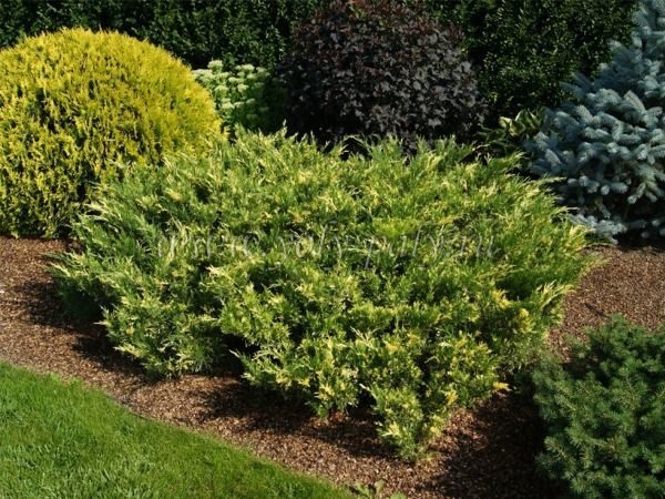 I016-jalowiec-sabinski-variegata-7