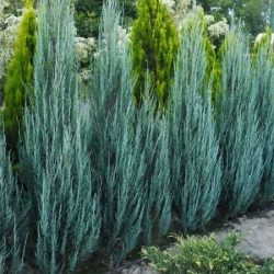 I017-jalowiec-skalny-blue-arrow-2