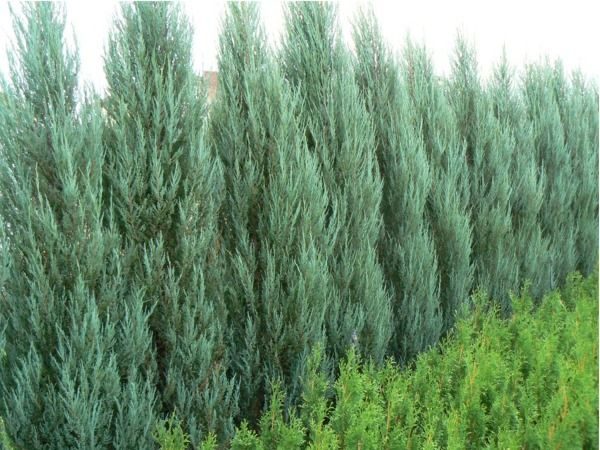 I017-jalowiec-skalny-blue-arrow-7