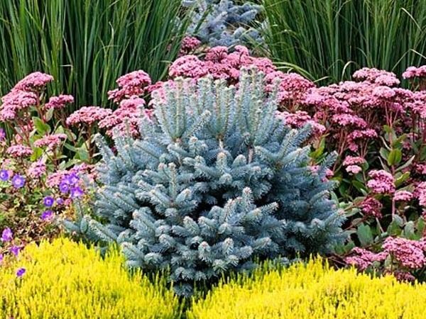 I019-jodla-gorska-arizonica-compacta-1