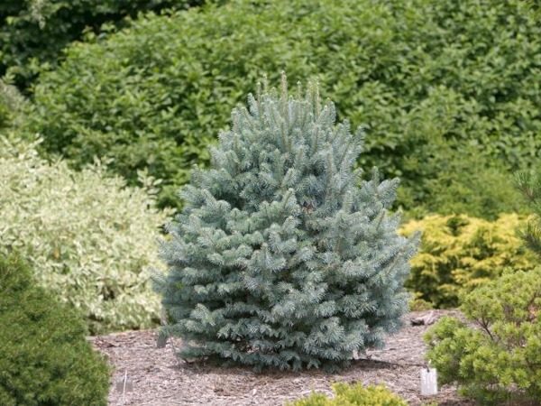 I019-jodla-gorska-arizonica-compacta-3