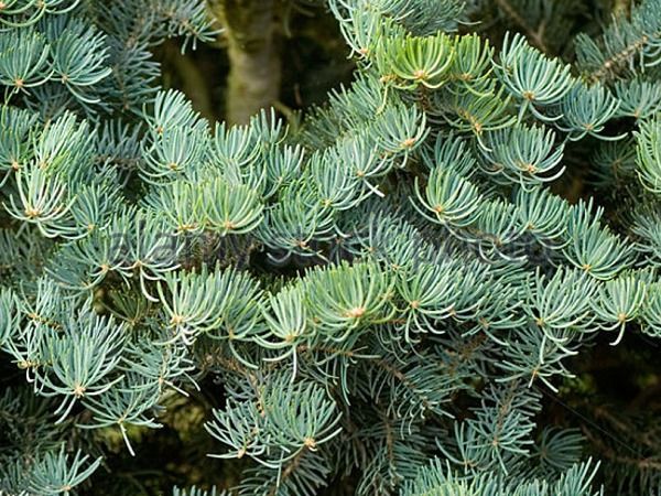 I020-jodla-kalifornijska-compacta-4