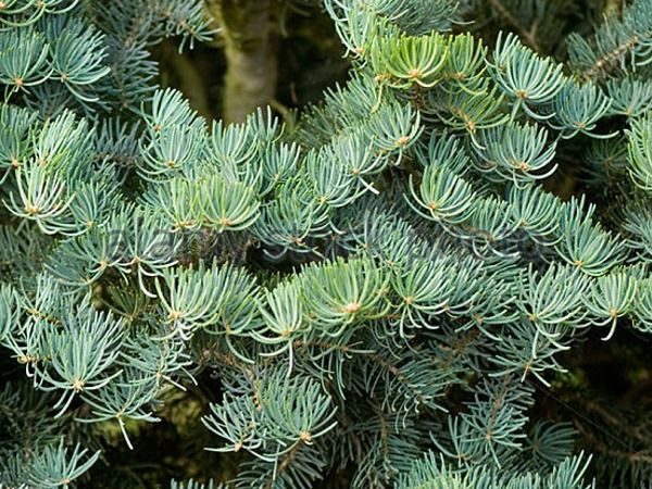 I020-jodla-kalifornijska-compacta-4