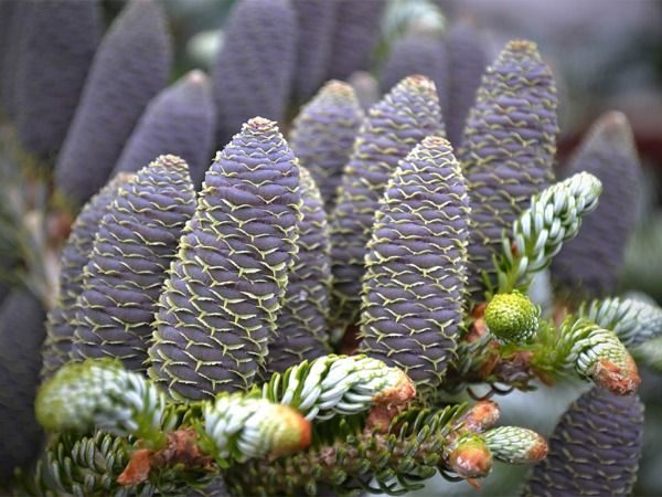 I021-jodla-koreanska-silberlocke-6