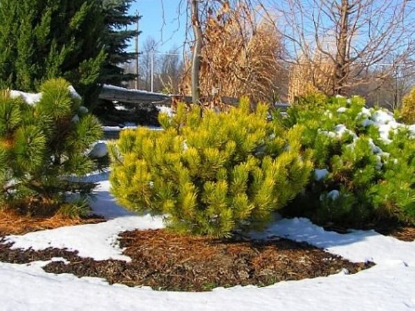 I024-sosna-kosodrzewina-winter-gold-6