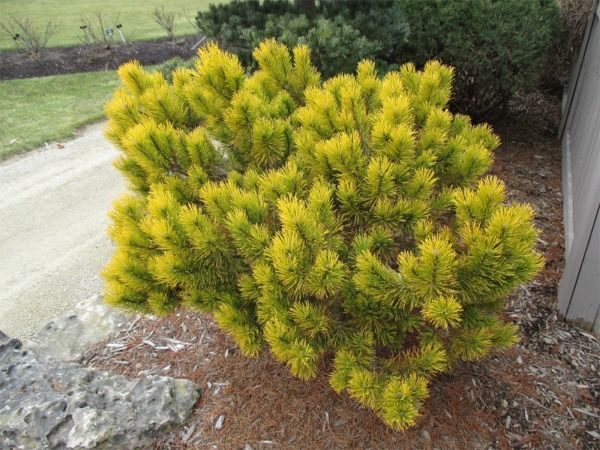 I024-sosna-kosodrzewina-winter-gold-7