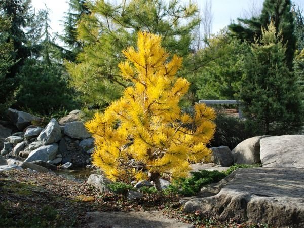 I026-sosna-pospolita-aurea-1