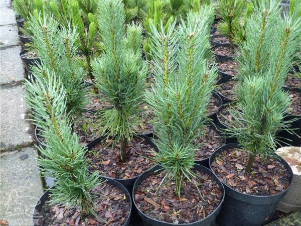 I027-sosna-pospolita-fastigiata-s5