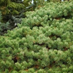 I028-sosna-pospolita-hillside-creeper-1