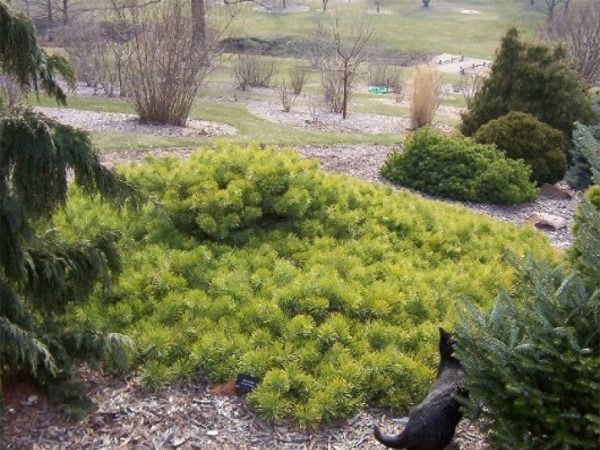 I028-sosna-pospolita-hillside-creeper-5