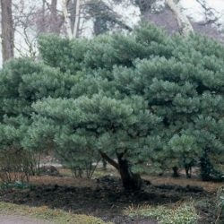 Sosna pospolita WATERERI - sadzonki w doniczkach