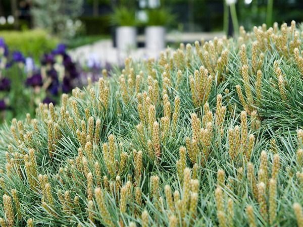 Sosna pospolita WATERERI - sadzonki w doniczkach