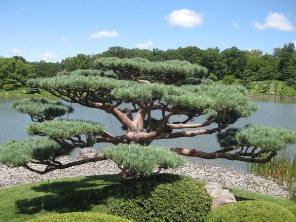 Sosna pospolita WATERERI - sadzonki w doniczkach