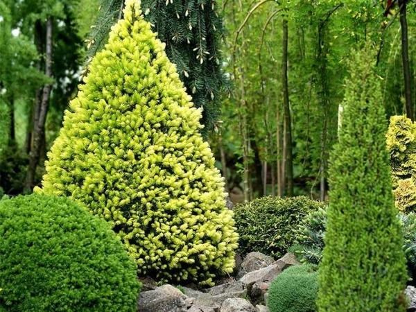 I030-swierk-bialy-daisys-white-1