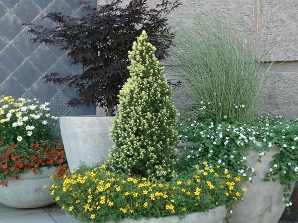 I031-swierk-bialy-rainbows-end-7