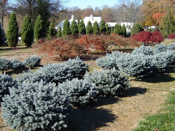 I034-swierk-klujacy-glauca-globosa-na-pniu-1