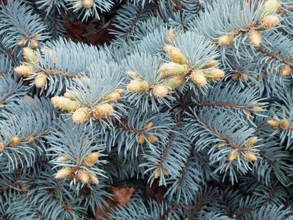 I034-swierk-klujacy-glauca-globosa-na-pniu-5