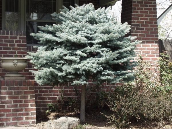 I036-swierk-klujacy-glauca-globosa-na-pniu-3