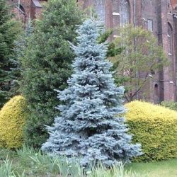 I037-swierk-klujacy-hoopsii-2