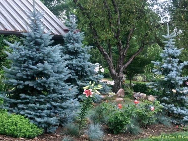 I037-swierk-klujacy-hoopsii-4