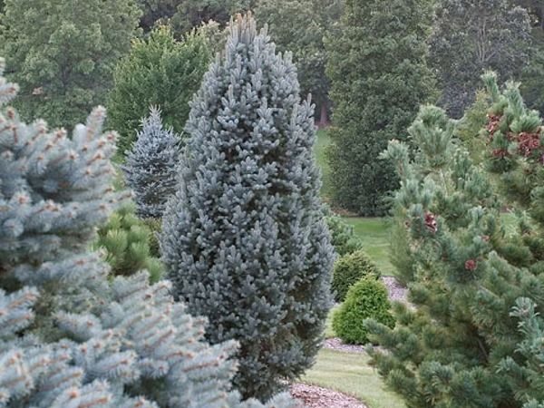 I038-swierk-klujacy-iseli-fastigiate-3