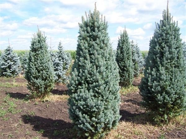 I038-swierk-klujacy-iseli-fastigiate-4