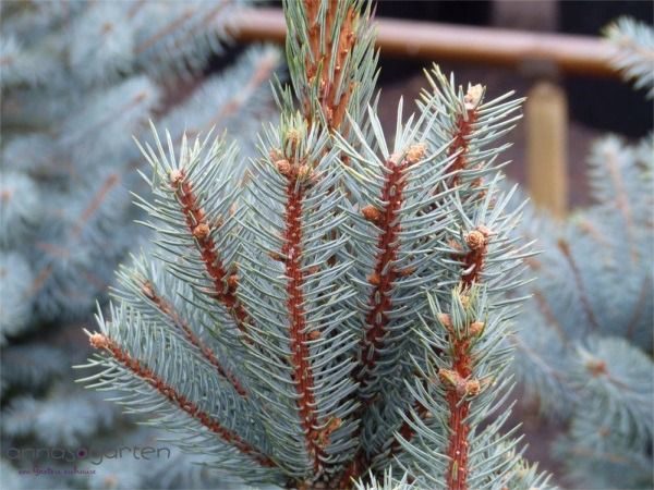 I038-swierk-klujacy-iseli-fastigiate-5