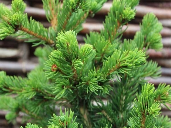 I039-swierk-klujacy-lucky-strike-3