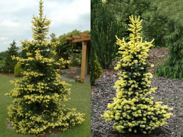 I040-swierk-klujacy-maigold-4