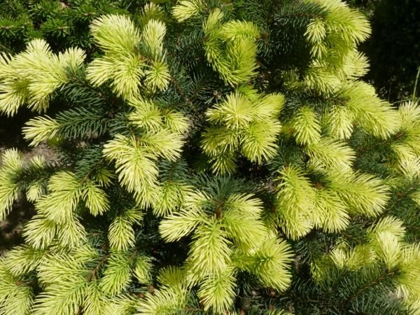 I040-swierk-klujacy-maigold-7