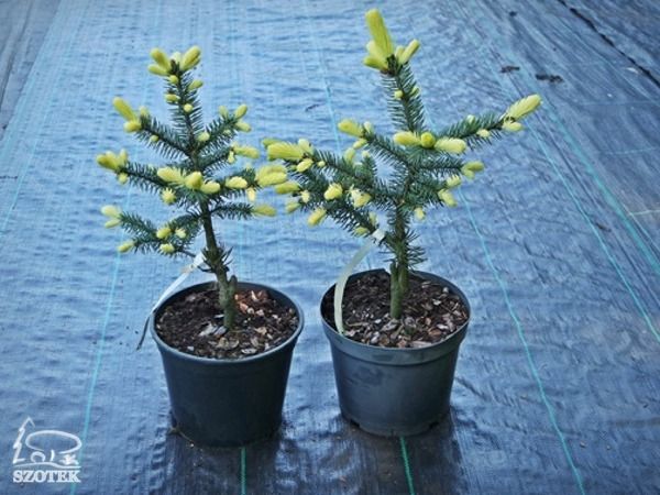 I040-swierk-klujacy-maigold-s3