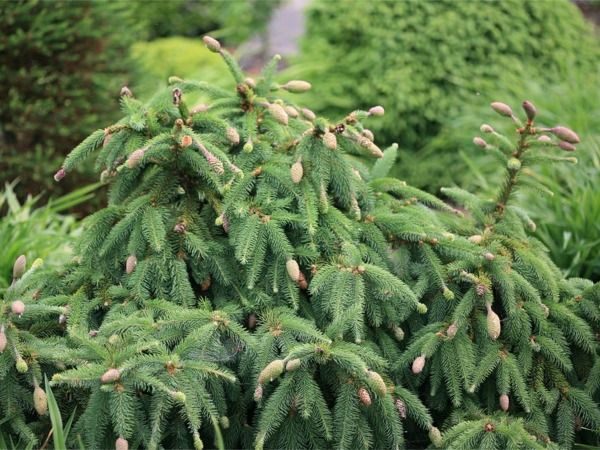 I041-swierk-pospolity-acrocona-1